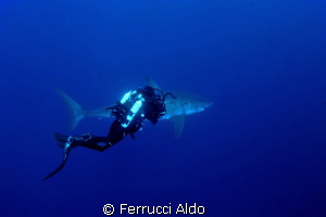 Face to face with Great White Shark in Guadalupe Island by Ferrucci Aldo 
